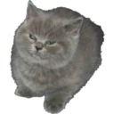 :twoofthem: